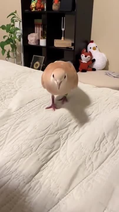 ������ ����!