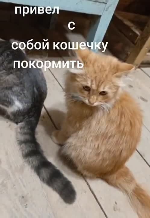���� ����� � ��� ����� ��������� �������� �������� ���� ������