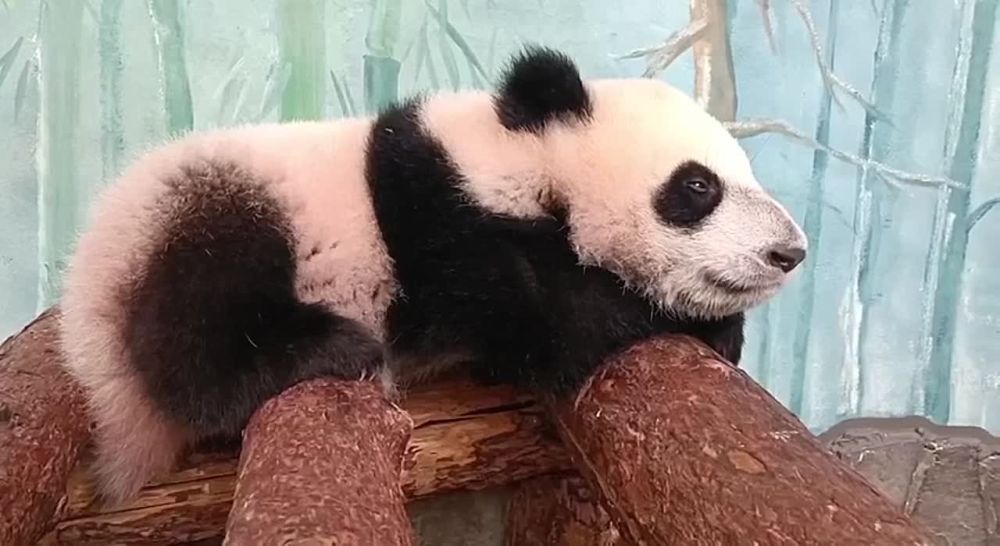 � ������� ���� ����� ������ �� �������