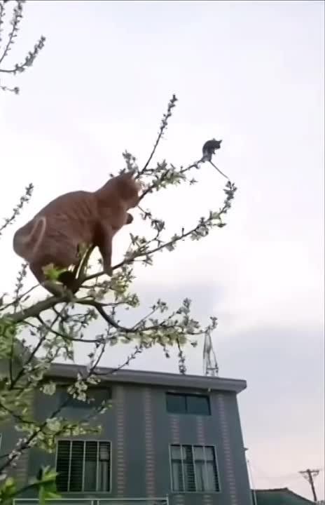 ��� � ������. ���� ���