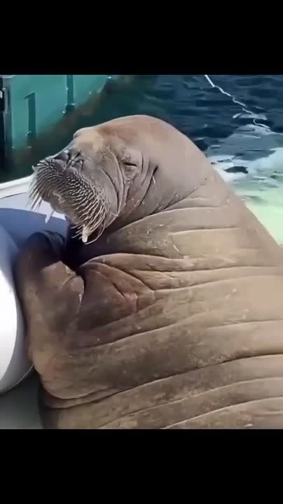 ���� �� ��� ��������� �� �����