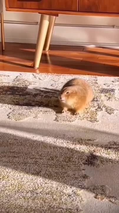 ������ ����, ������!. ����� �����������! �������������� ��