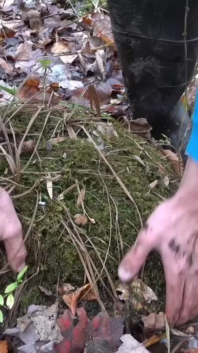 ������� ���������� ��������� � ����� �� 12 �� 18 �����������