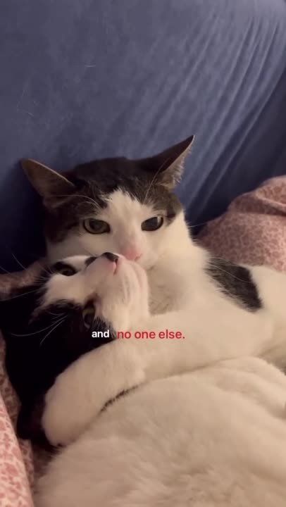 ��. �������������� ��
