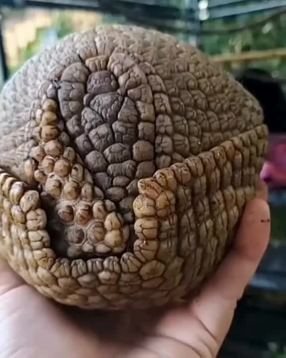 �������� �������� ���������