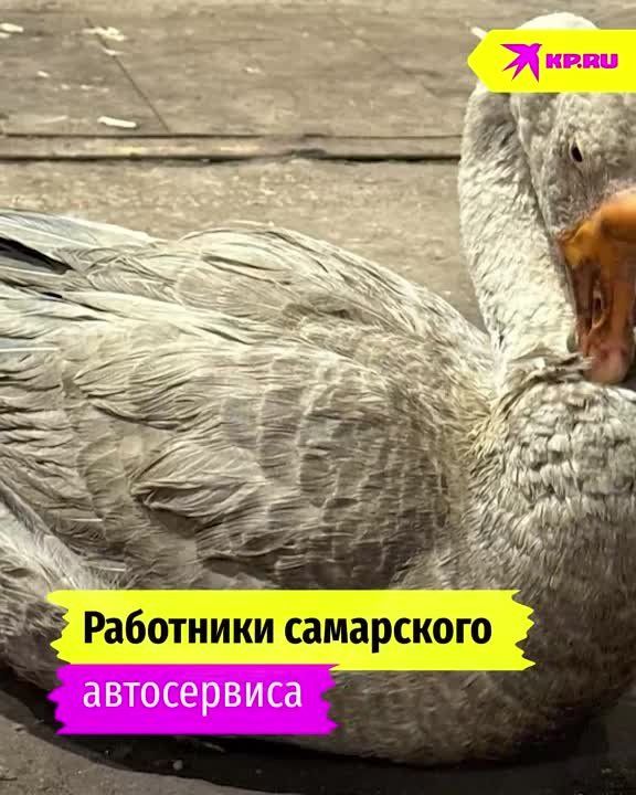 ������ � ����������� �����: � ������ ���������� �������� ���������� ���� �����