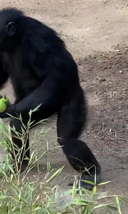 ����� �� ���� �������� � ��������