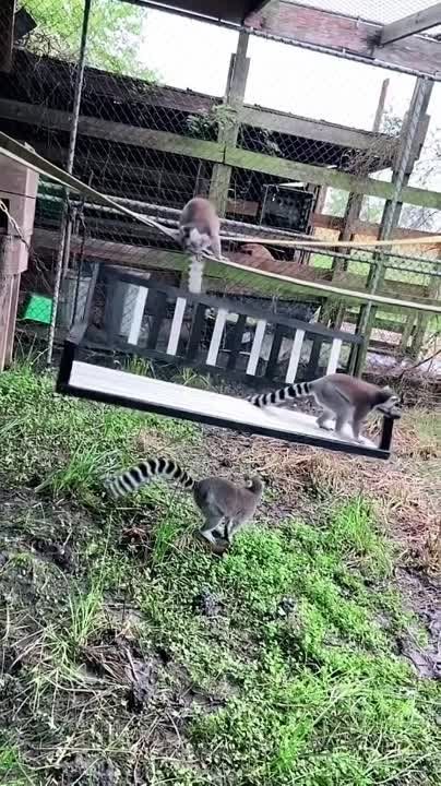 ��� ������� ������� ������� 12 ������