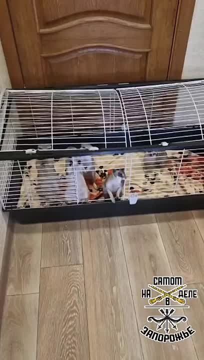 ������ ����, ������� ����������! ������ ����, ���������!
