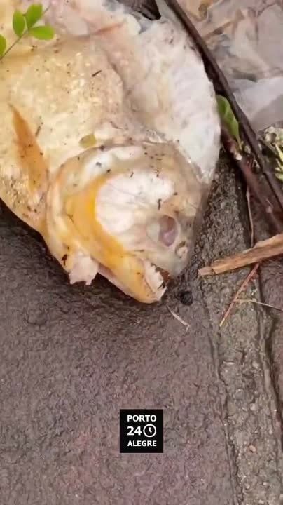 �� ������ ������������ �����-������ � �������� �������� �������