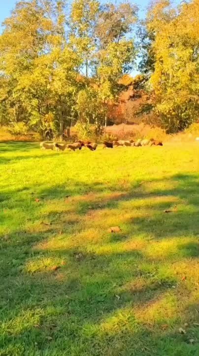 ���� �������� - ��� ����������� ��������� ����, ������� ����� ������� � ��� �������� ��������, � � �������� ������� �� ����� ������