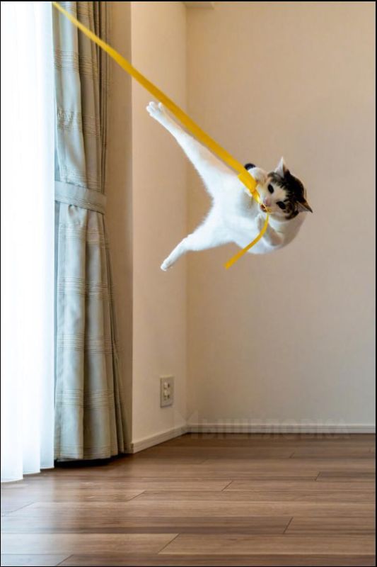 �������� ���������� �������� ������� ���������� �������� Comedy Pet Photo Award