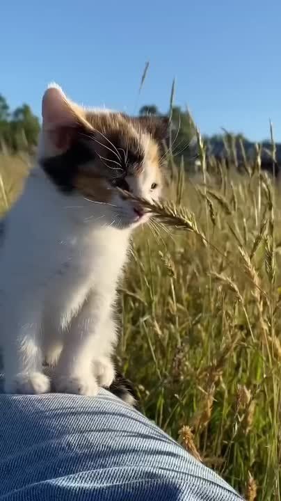 �������� ��������� �����