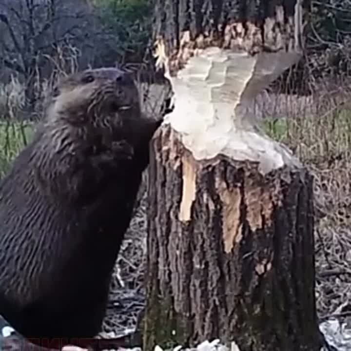 ���������� ����������, ������: �����������, ����� ����� ������ ������, ��� ���������������, ����� ������������ � ��� ��������