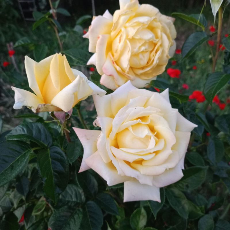 ������� ������ �� �������