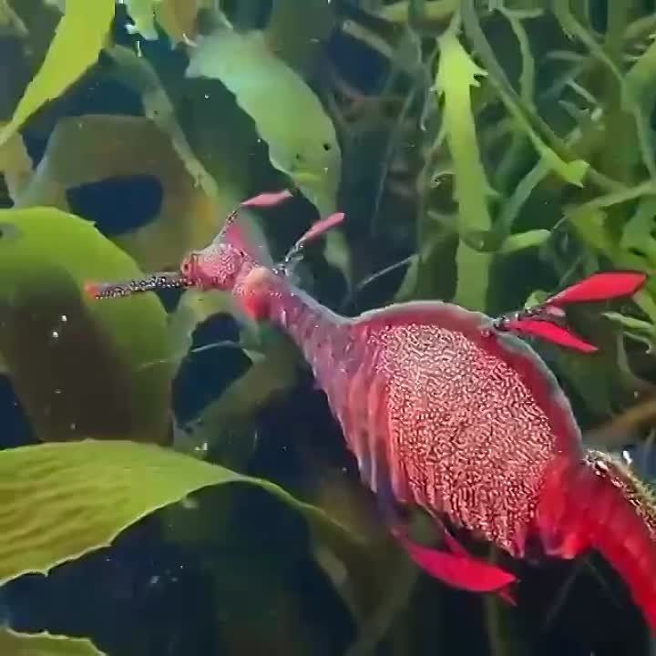 ��������� � ������� ���� ��������� ������� (Syngnathidae), ������������ ��� ���� Phycodurus, ������������ ���� ������� ������� (Hippocampus)