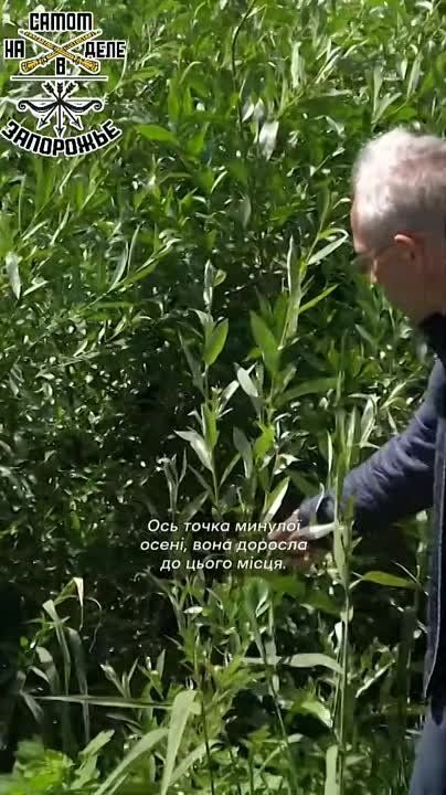 ��� ���������� ������������� ������������ � �������� ���