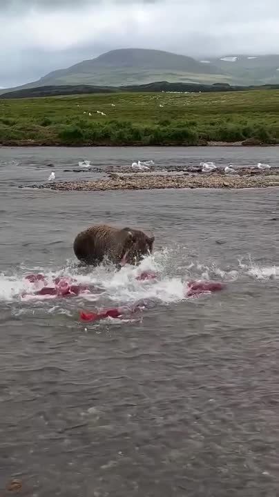 ����� ������� �������� ���� - ������