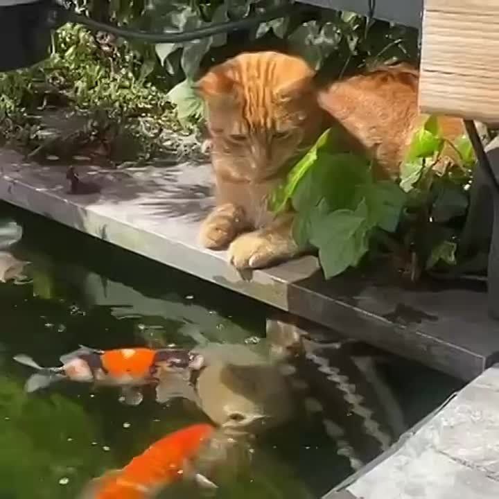 ���� ��� - ������� ����. ��� ����� ��������� �� ����� � �����. ������ ���� ���������� � �������� �������. ��� ����� ����� ����������: ����������� ���������� ����, ���������, ����������� �����������