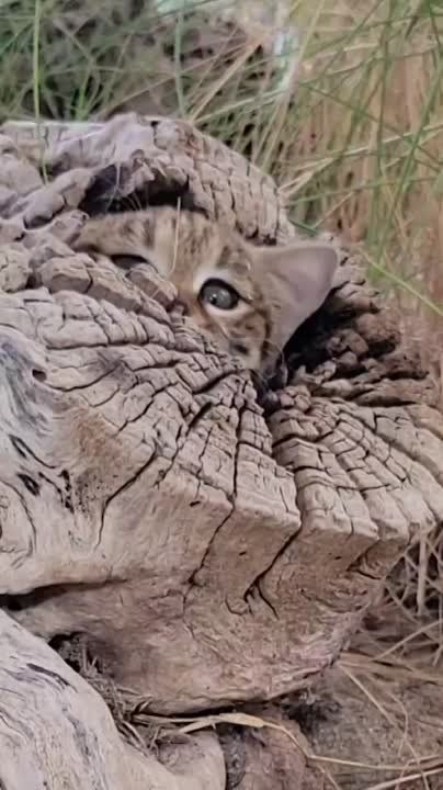 ��������� ����, ������� ������!