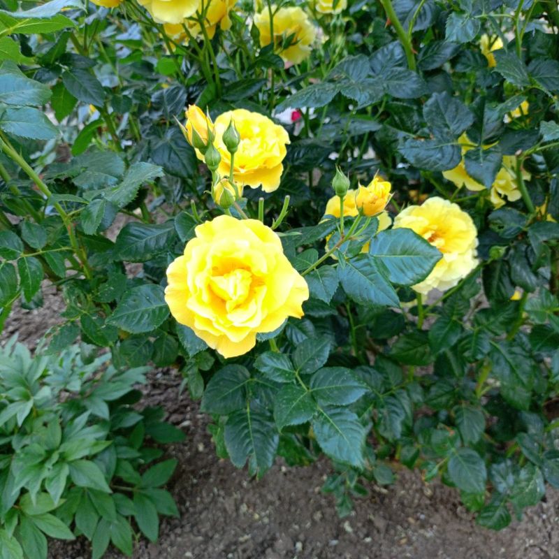 ������� ������ �� �������