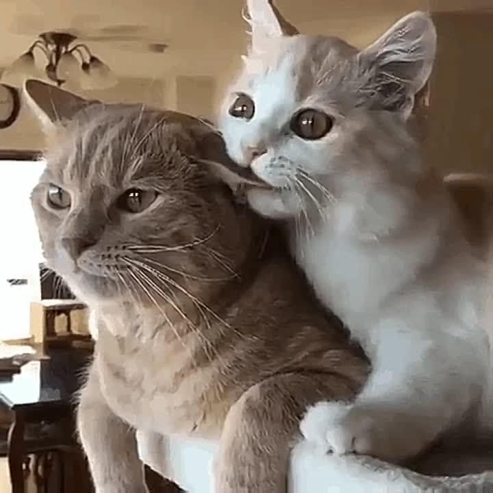����!. ��������� ��������!! �������������� ��