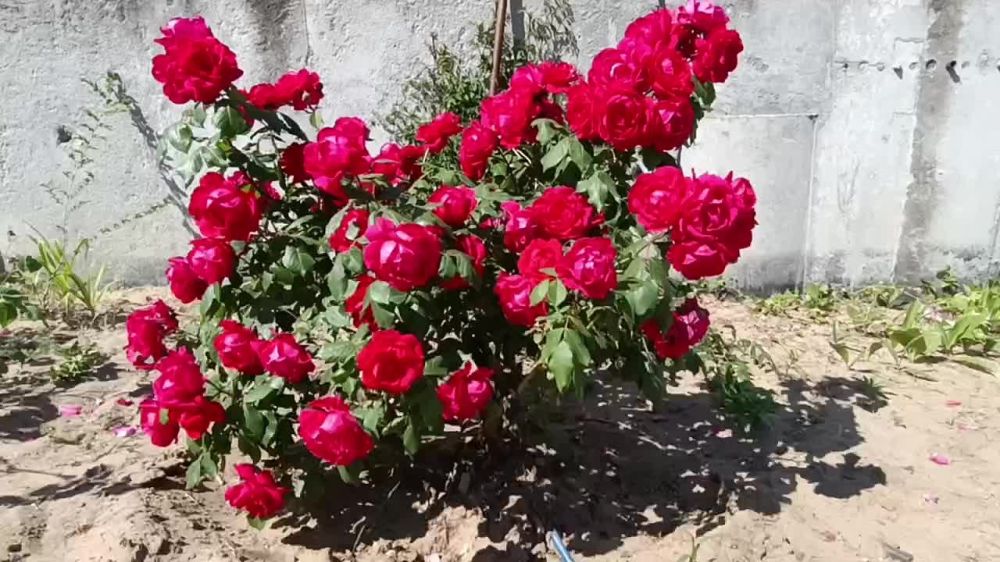 Росатом завершит реконструкцию Богоявленского собора Энергодара к Новому году