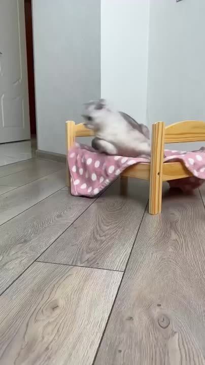 �������� ��� ����. �������������� ��
