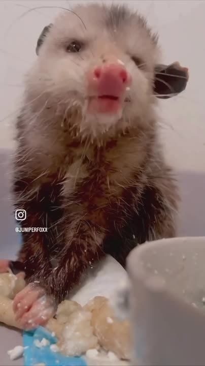 ����!. ��������� ��������!! �������������� ��