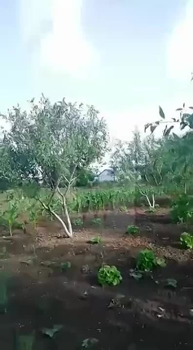 ���� ������ ����� ���������� ��� ��� ����������� �������������� ����