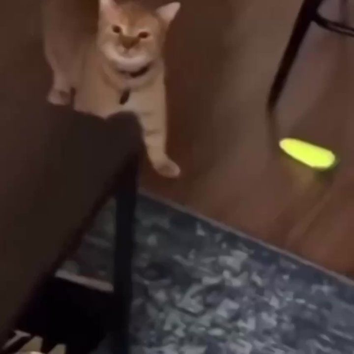 ����� ������� ������������ �������