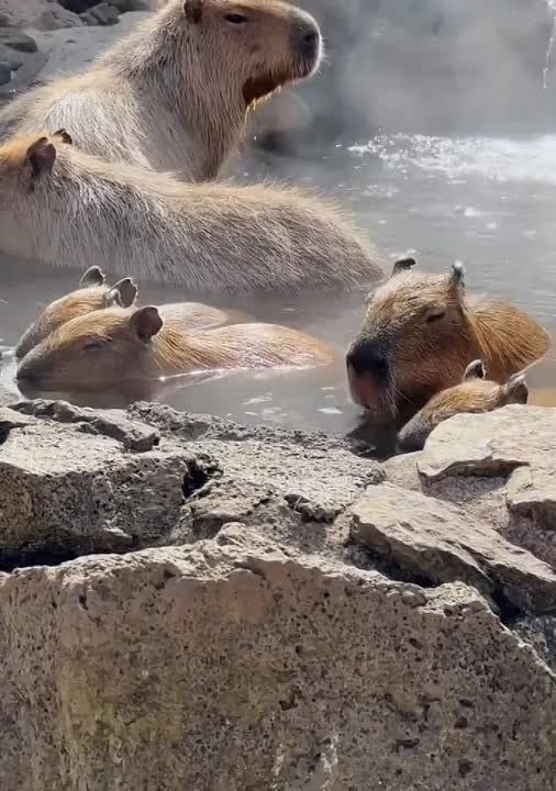 ������ ����, ��������!. �������������� ��