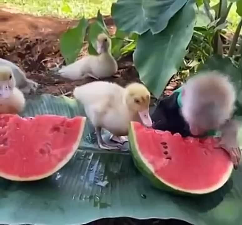 ����!. ��������� ��������!! �������������� ��
