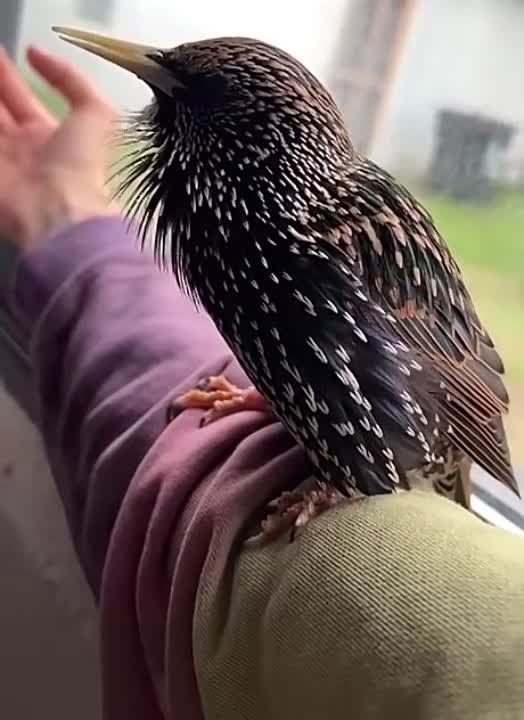 ������������ �������. ���������� ��������� ������