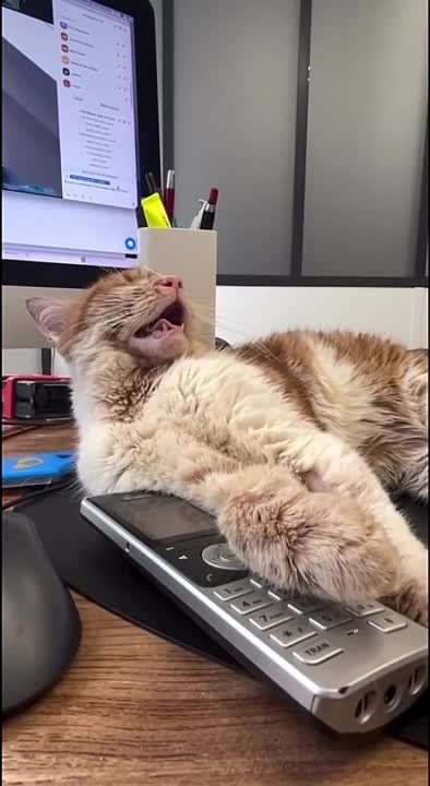 ������ ������ �� ������