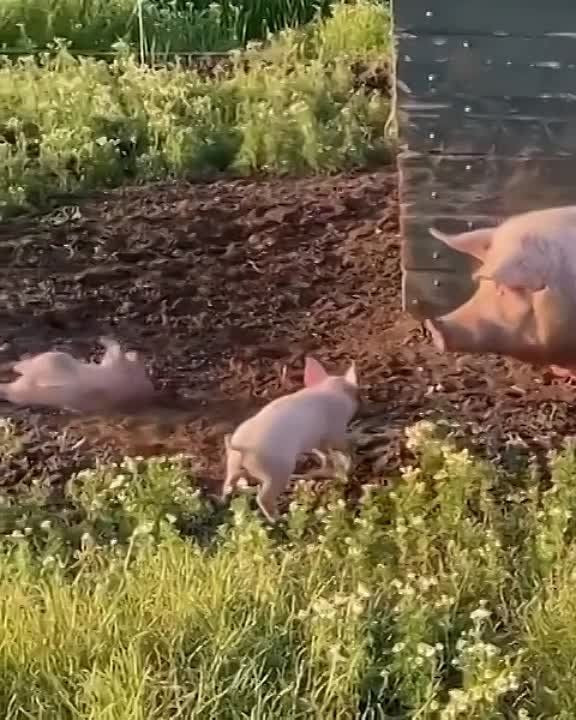 ������ - ����� ������������ ��������, ������� �� ������ ���, ��� ���� ��� ����