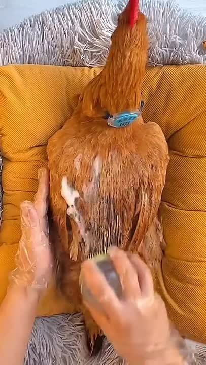 � ������� ���� ���� SPA-���������