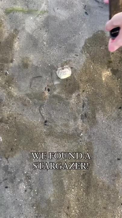 �������, �������: ��� �������� ����������� ��������� (Longnosed Stargazer), ������������ � ���������