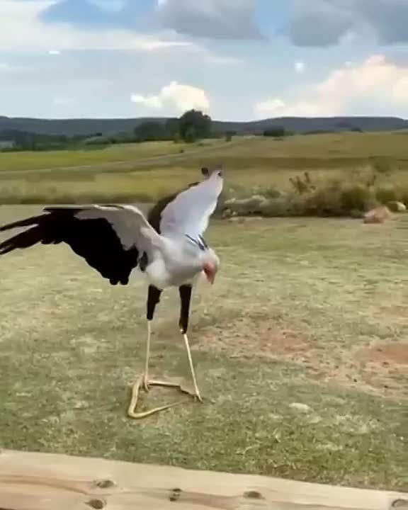 �����-��������� �������� ���� ����-��