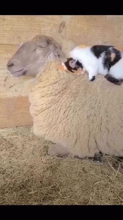 Ҹ���� � ������ ����. �������������� ��