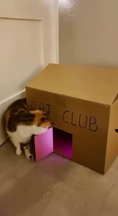 �������� ���������, ������� ����� �������� �� ������