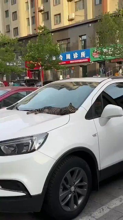 ���� �����, �����. �������� ZaVtra ��� ������