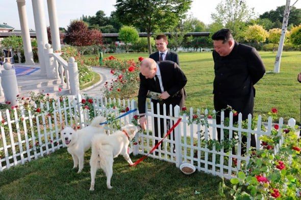 Собачки, подаренные Владимиру Путину Ким Чен Ыном, будут жить в Москве