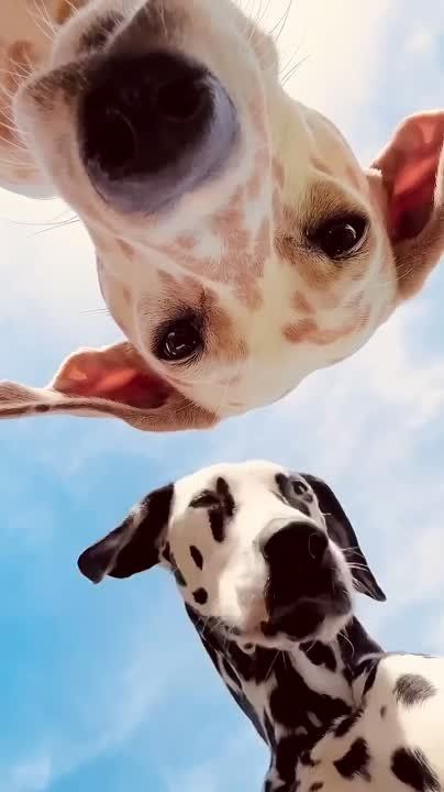 ������ ����!