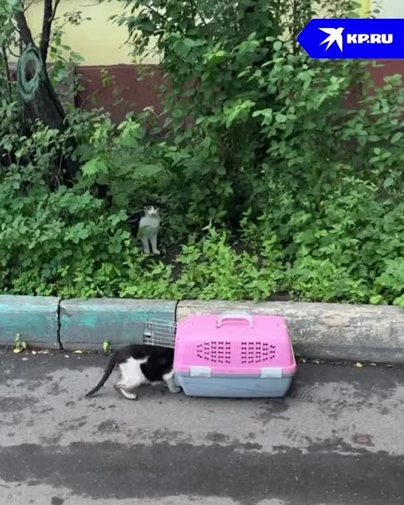 ���� ��� �������. �������� ����� � �� ���������������� "���� ����" � �������� ����, ������ ����� ��� ������� ��������. ������, ��� �������� �������� ����, � �� ���� ���� �� �� ��������