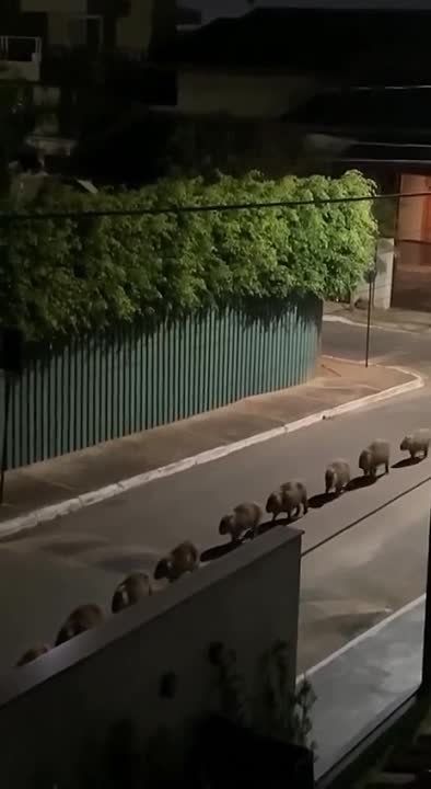 ����������� ����� �����-������ ���������
