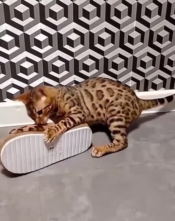������ ����!
