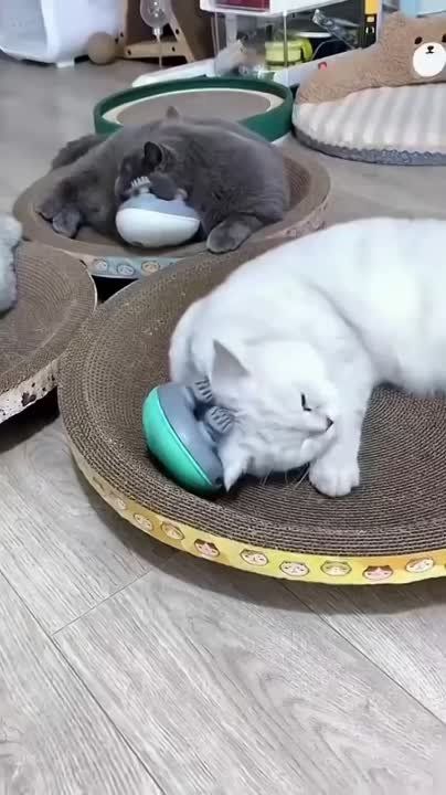 �������� ���� �������. ������� � ��������� ���� ���� � ��������! �������������� �� ����������� ������� � Telegram � ��������� � �������� � ��������