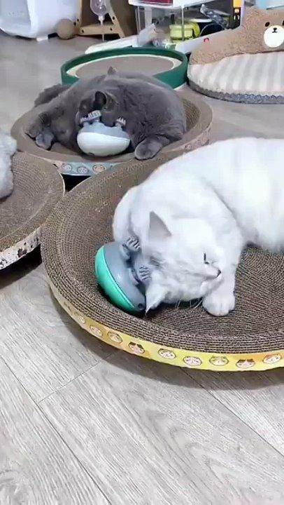 ������ ����, ������!. ����� �����������! �������������� ��