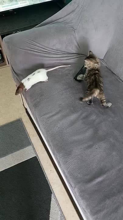 �������� ������������. �������������� ��